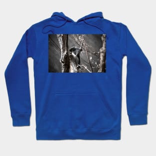 Koala Hoodie